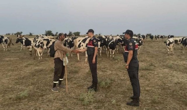 Kaybolan 97 büyükbaş hayvan dron yardımıyla bulundu