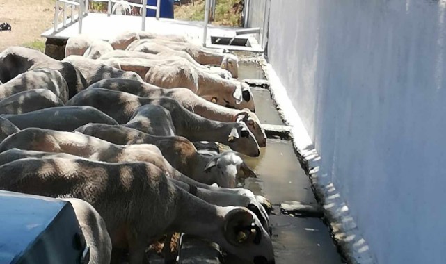 Sıcaklar kavurmaya devam ediyor