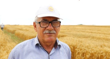 Tescil için geliştirilen buğdayın hasadı yapıldı