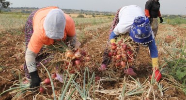 Tescilli Tekirdağ soğanında hasat zamanı