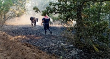 Yangında hayvanları kurtarma operasyonu