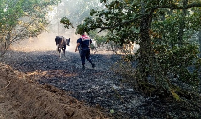 Yangında hayvanları kurtarma operasyonu