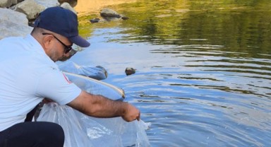 İpsala’dan Yalova’ya sazan