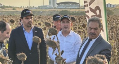 Yerli hibrit ayçiçeğine tarla günü