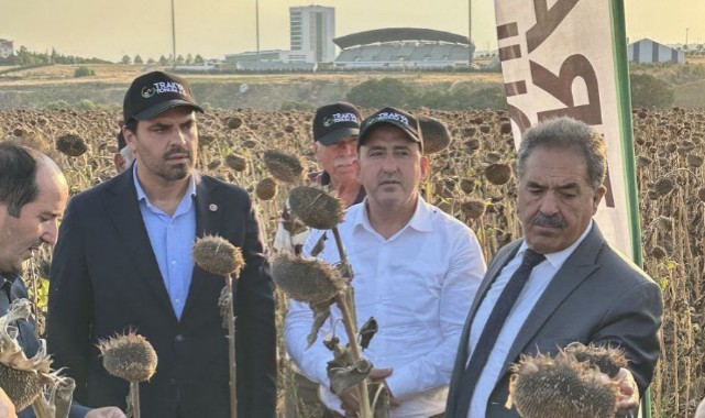 Yerli hibrit ayçiçeğine tarla günü