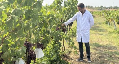 50 üzüm çeşidi tescil için gözlemlenecek