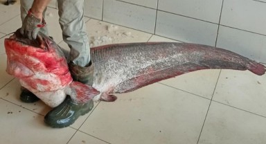 60 kilogramlık yayın balığı