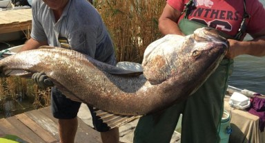 Balıkçılar 41 kilogramlık granyöz balığı yakaladı
