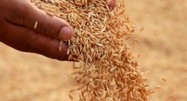 Çeltik fiyatı belli oldu