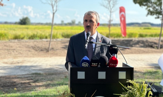 Yeni çeltikler hasat edildi
