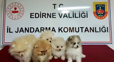 Hayvan kaçakçılığı denetime takıldı
