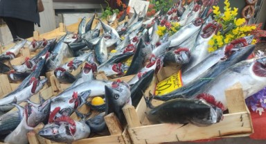 Palamut bollaştı fiyatlar düştü