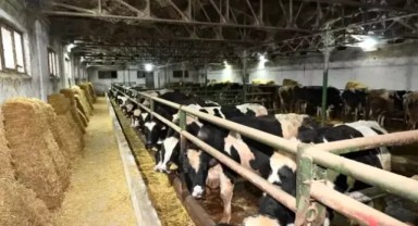 Edirne, Türkiye'nin damızlık düve üretim merkezi olacak