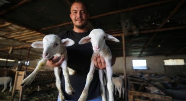 15 koyunla başladı sürü sahibi oldu