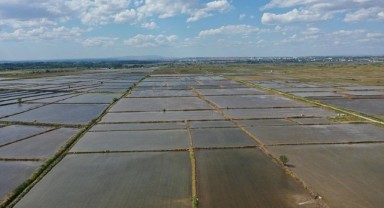 Çeltik alanları su seviyesine göre belirlenecek