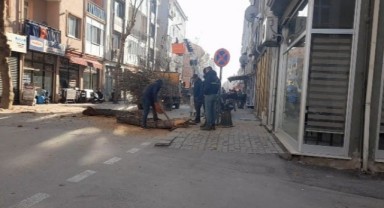 Ağaçlara bakım yapılıyor