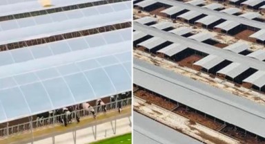Düve üretim merkezi çalışmaları sürüyor