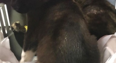 Hayvan barınağında köpek yavruları poşetle çöpe atıldı