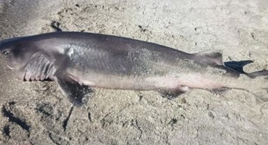 Tekirdağ'da sahilde ölü köpekbalığı bulundu