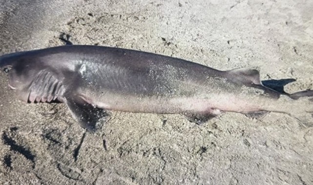 Tekirdağ'da sahilde ölü köpekbalığı bulundu
