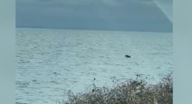 Tekirdağ'da yunuslar görüntülendi