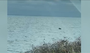 Tekirdağ'da yunuslar görüntülendi