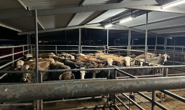 Kaçak yolla hayvan getiren kişiye 105 bin lira ceza