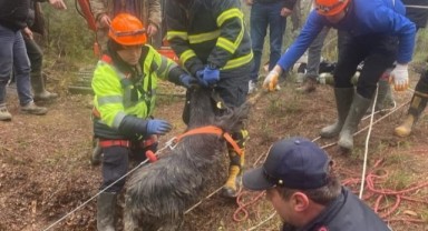 Keçi Kurtarma Operasyonu