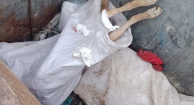 Ölü bulunan köpeklere ilişkin soruşturma başlatıldı