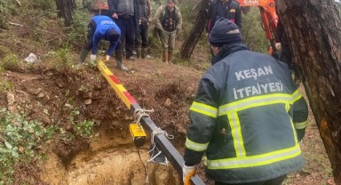 Ormanlık alanda çukura düşen keçiler kurtarıldı