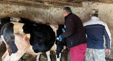 Aşılama çalışmaları sürüyor