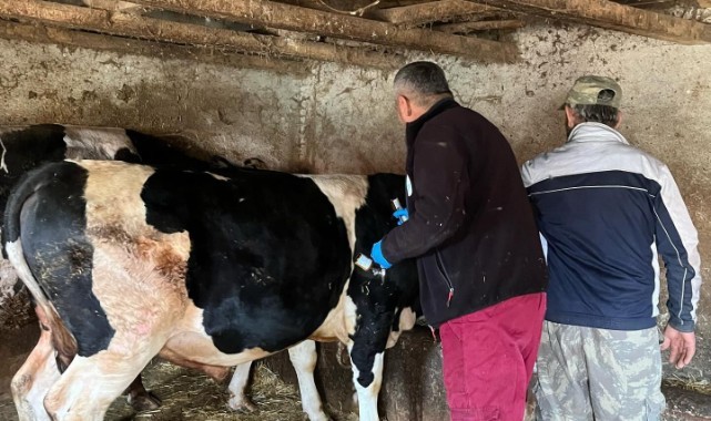 Aşılama çalışmaları sürüyor