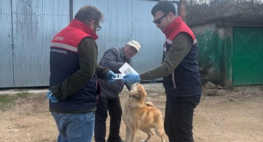 Çip ve kuduz aşısı uygulaması sürüyor