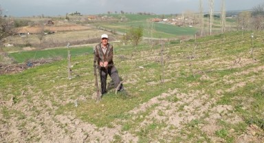 Üzüm üreticileri bağ budama işlemlerine başladı