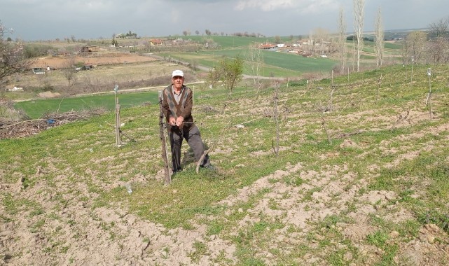 Üzüm üreticileri bağ budama işlemlerine başladı