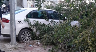 Dut ağacı otomobilin üzerine devrildi