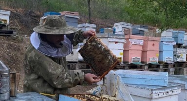 Kanola balı Türkiye’nin gözdesi olma yolunda ilerliyor