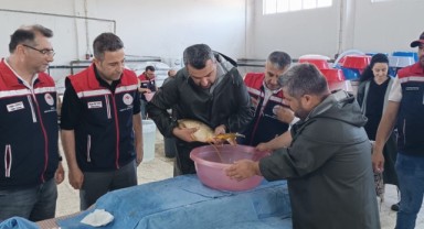 Milyonlarca sazan yavrusu için hummalı çalışma