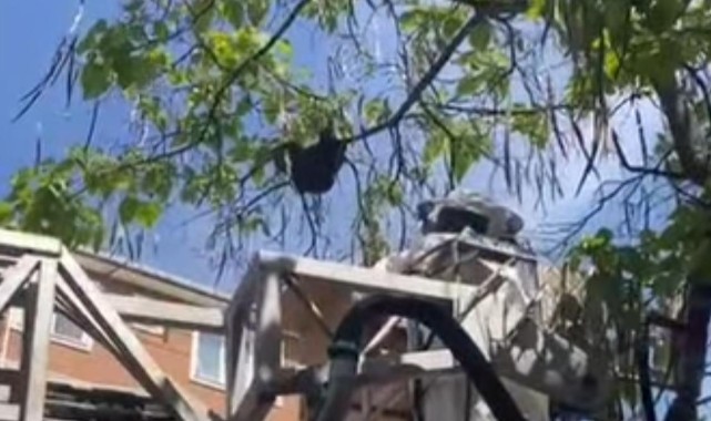 Okul çevresindeki arı kolonisi kovana alındı