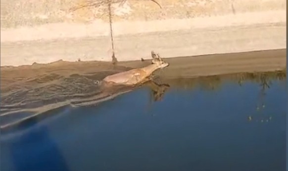 Su kanalına düşen karaca kurtarıldı