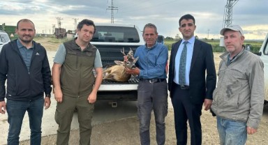 Su kanalına düşen karacayı çeltik işçileri kurtardı