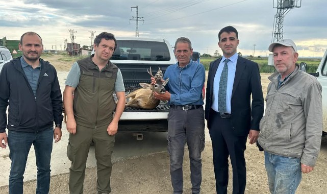 Su kanalına düşen karacayı çeltik işçileri kurtardı