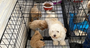 12 köpek koruma altına alındı