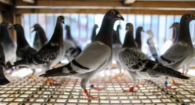 570 kilometrelik posta güvercinleri yarışlarında şampiyonlar belli oldu