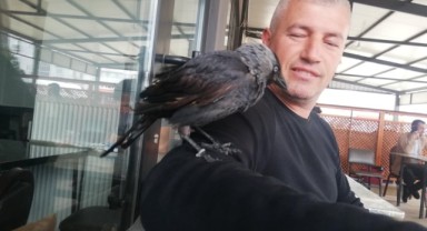 Karga herkesin gönlünü fethetti