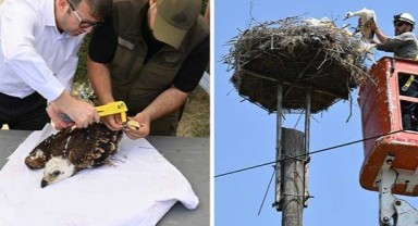 Şah kartalları ve leylekler halkalanıyor