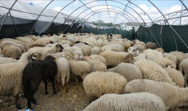 Satılamayan kurbanlıkları Et ve Süt Kurumu alacak