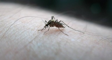 Sivrisineklerden koruyucu ürünlere ilgi