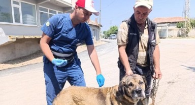 Tarım ve Orman Müdürlüğü’nden evcil hayvanlara ücretsiz aşı