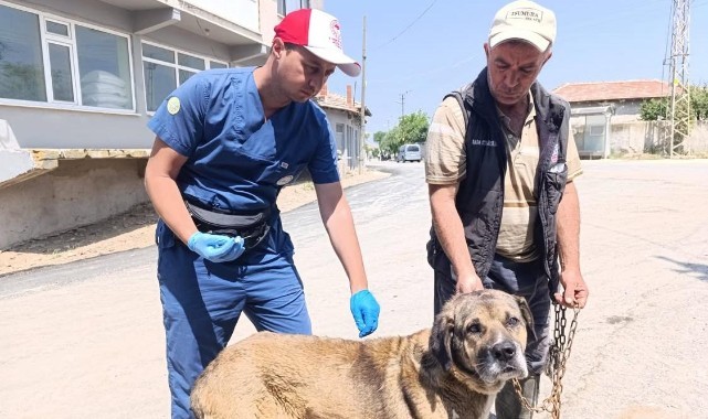 Tarım ve Orman Müdürlüğü’nden evcil hayvanlara ücretsiz aşı